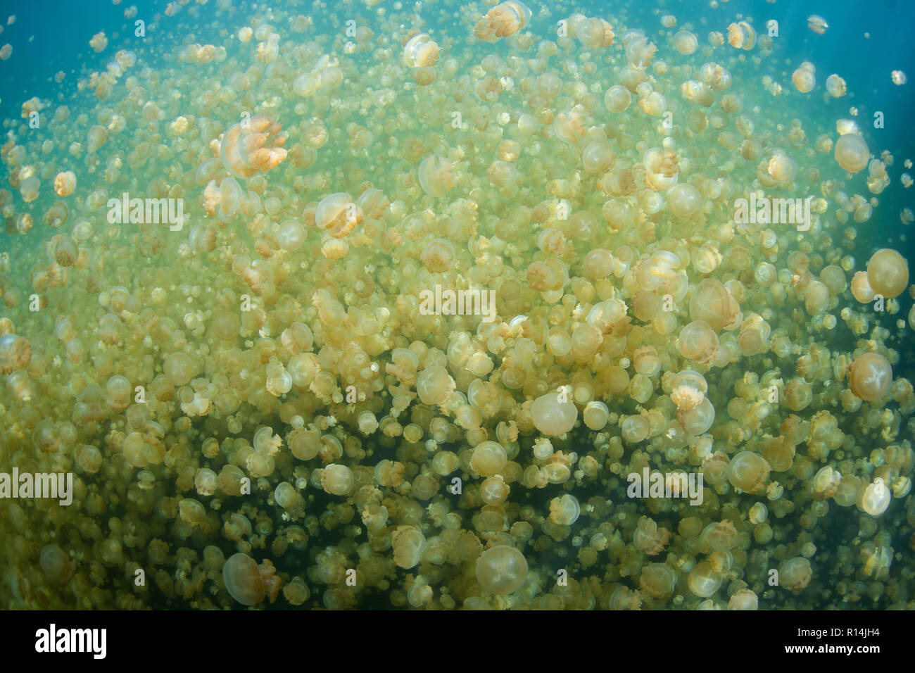 Millions of endemic jellyfish, Mastigias papua etpisonii, are found in Palau's famous Jellyfish Lake, a marine lake inside a huge limestone island. Stock Photo
