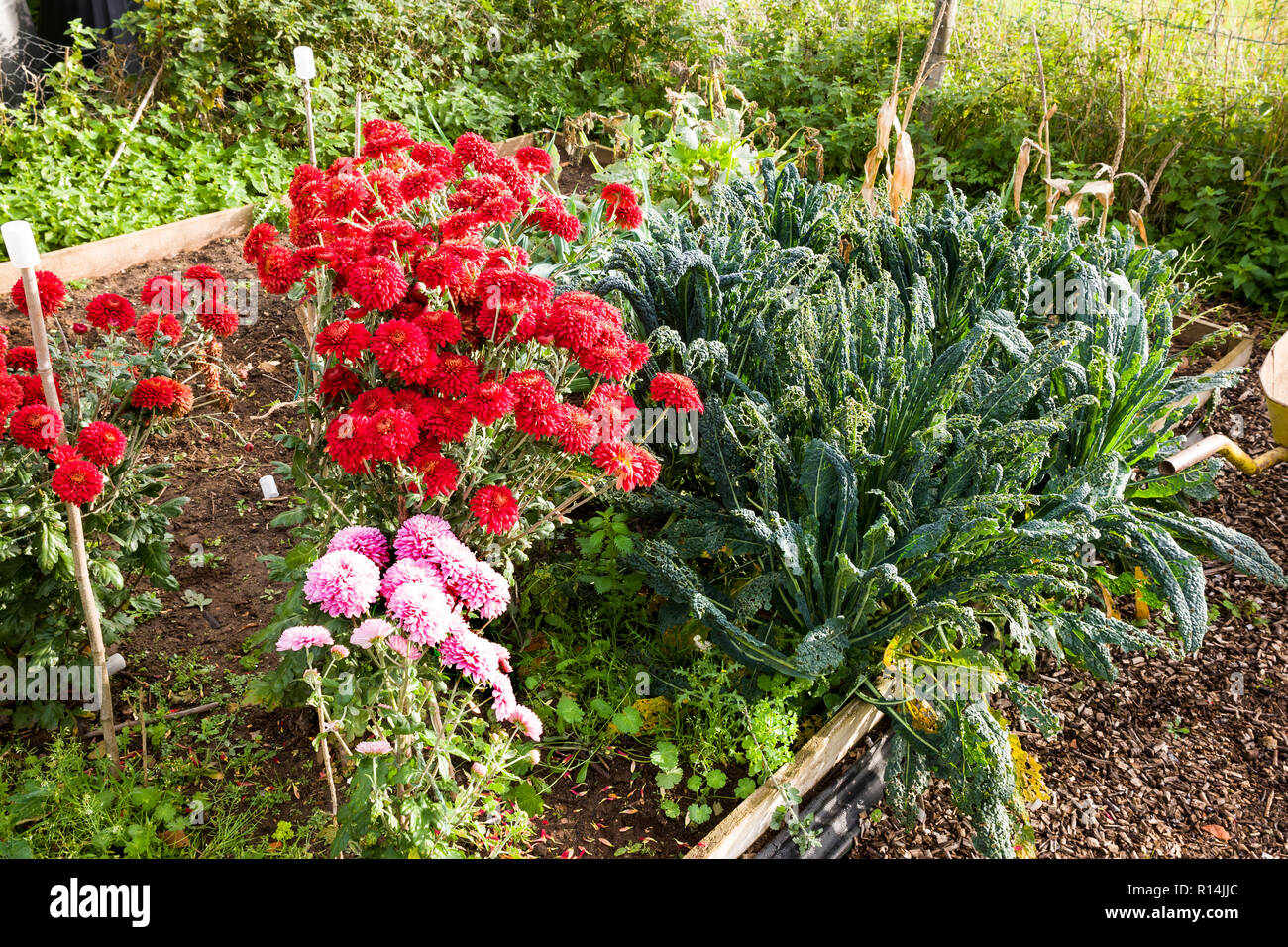 A small English potager garden where hardy Chrysanthemum sprays add colour in autumn alongside Kale  Black Tuscan in October Stock Photo