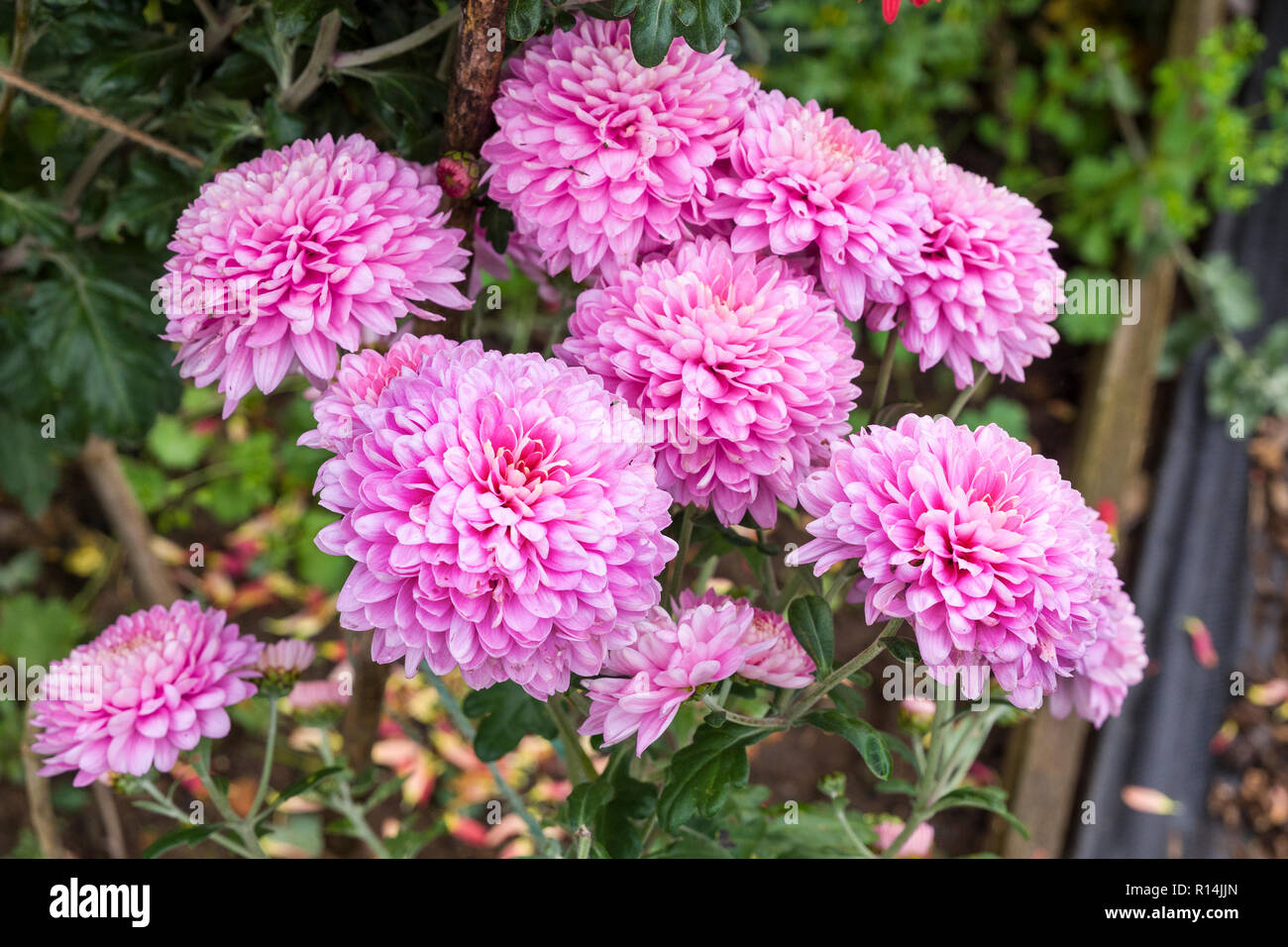 Pink blooms of hardy outdoor Chrysanthemum Pennine Jane flowering in an English garden in October Stock Photo