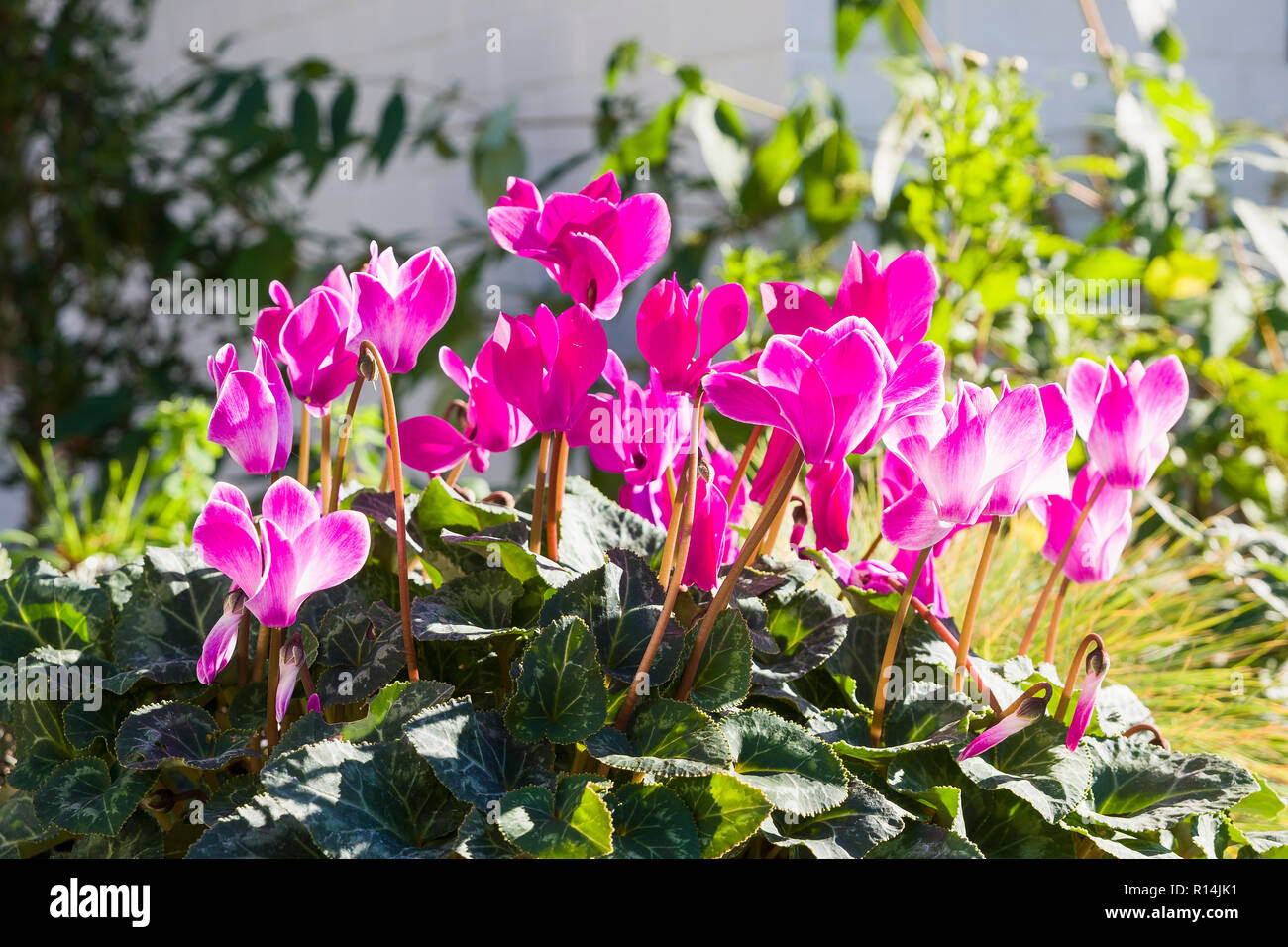 Pink Cyclamen growing in an English garden in October in UK Stock Photo