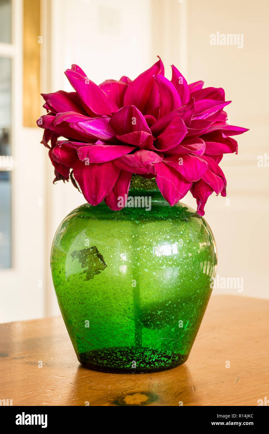 Dahlia Admiral Rawlings in a gress glass vase as indoor table decoration in UK Stock Photo