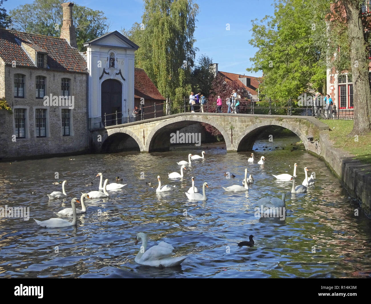 Swans near a stone arch bridge in Brudges Belgium. Stock Photo