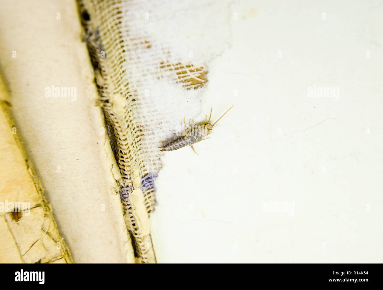 Insect feeding on paper - silverfish. Pest books and newspapers Stock ...