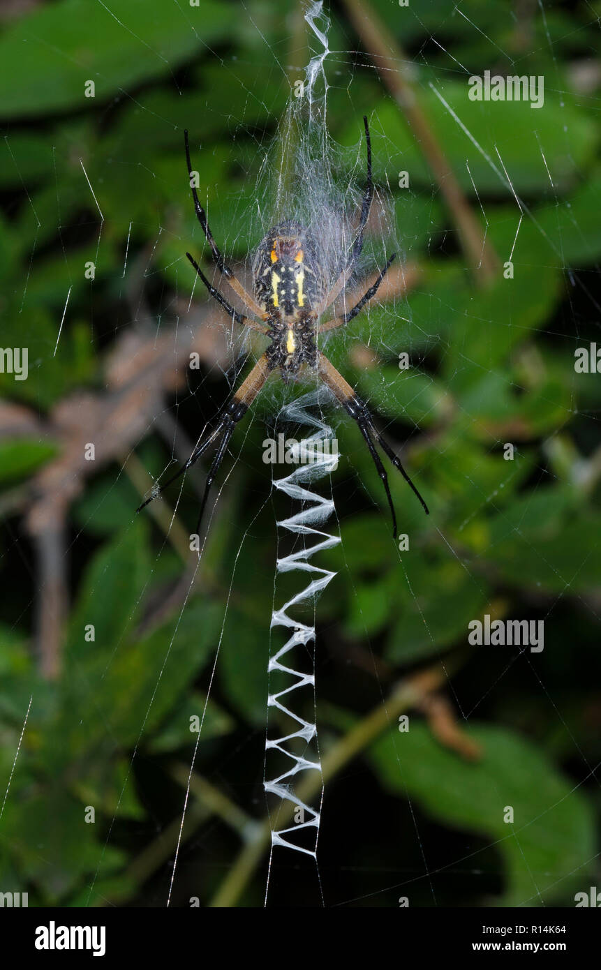 Black and Yellow Argiope, Argiope aurantia, with prominent stabilimentum Stock Photo