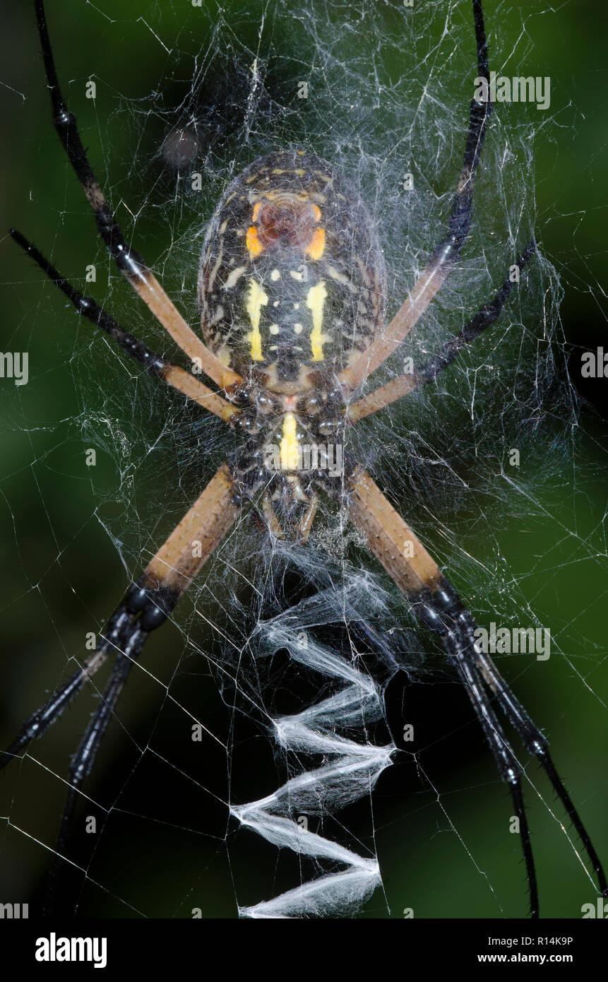 Black and Yellow Argiope, Argiope aurantia, with prominent stabilimentum Stock Photo