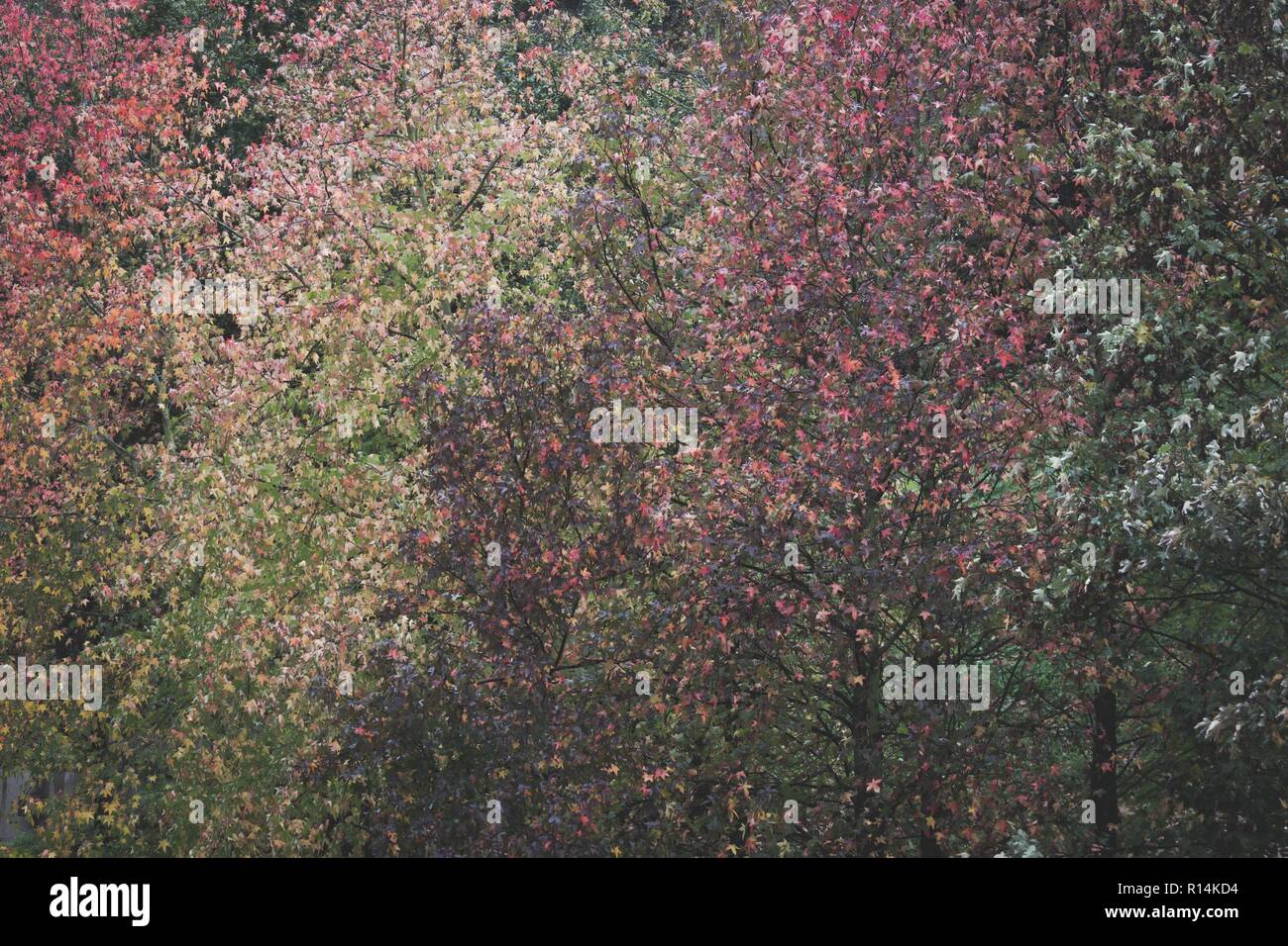Dark Tree Color Dark colors on trees forest background. Nature, season transition ...
