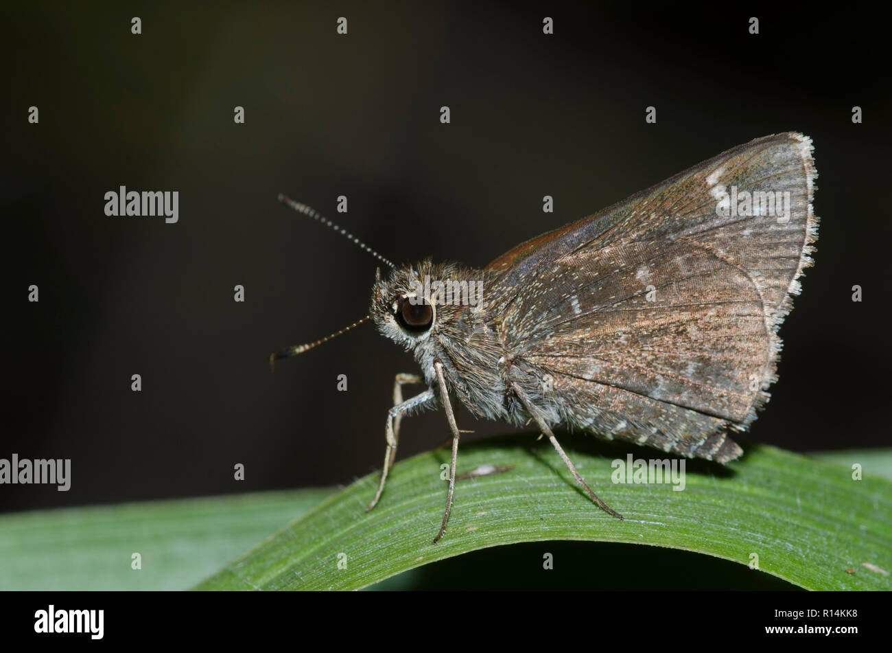 Bell's RoadsideSkipper, Amblyscirtes belli Stock Photo Alamy