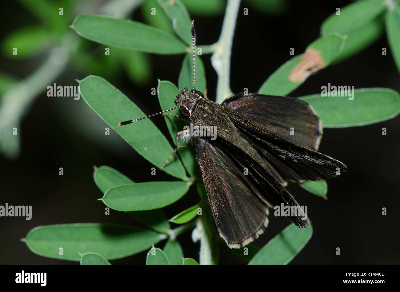 Bell's RoadsideSkipper, Amblyscirtes belli Stock Photo Alamy