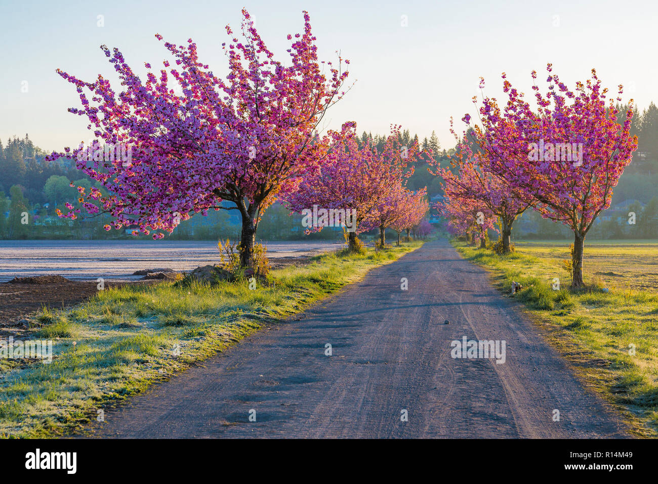 Cherry trees line farm road hires stock photography and images Alamy