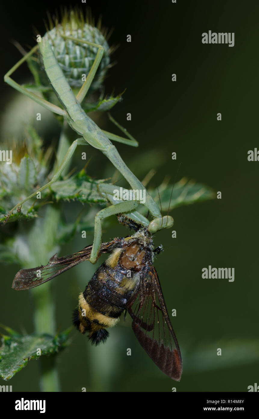 Carolina Mantis, Stagmomantis carolina, consuming a Snowberry Clearwing, Hemaris diffinis, on thistle, Cirsium sp. Stock Photo