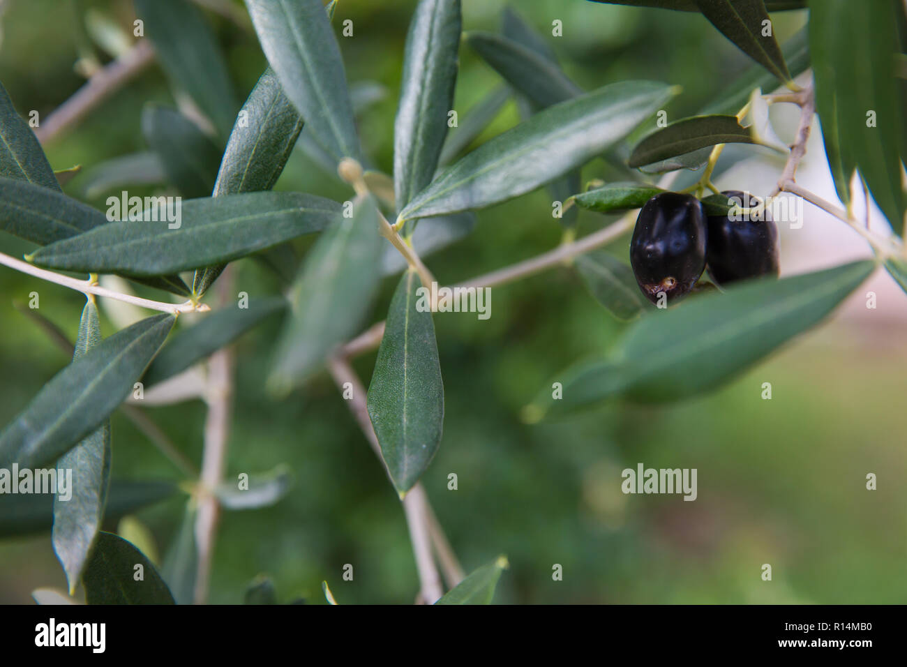 Mediterranean olive tree branches with ripe olives and green leaves ...