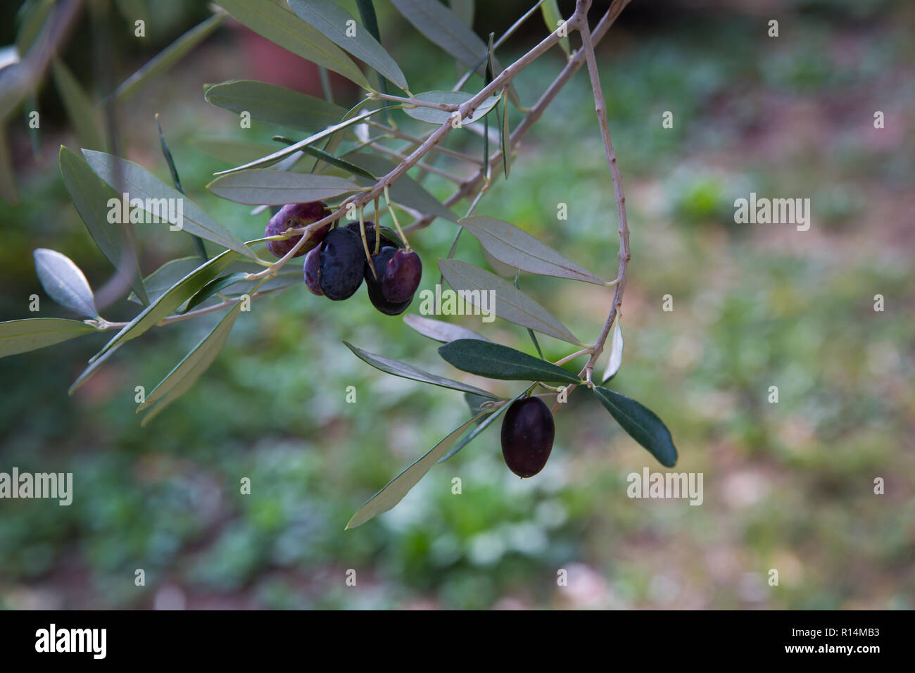 Mediterranean olive tree branches with ripe olives and green leaves ...