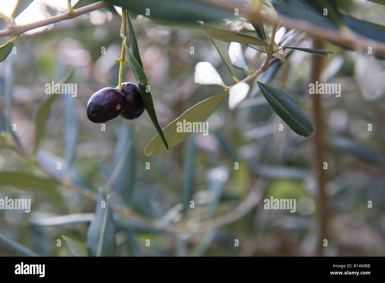 Mediterranean olive tree branches with ripe olives and green leaves ...
