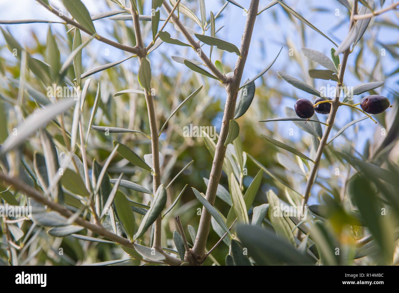 Mediterranean olive tree branches with ripe olives and green leaves ...