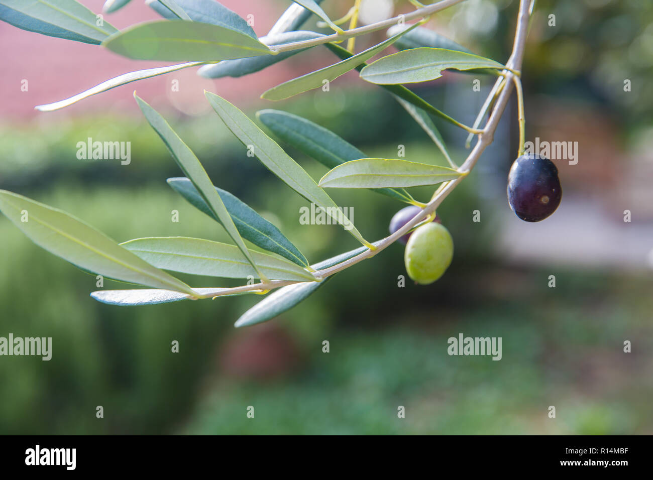 Mediterranean olive tree branches with ripe olives and green leaves ...