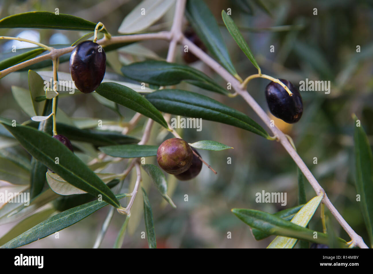 Mediterranean olive tree branches with ripe olives and green leaves ...