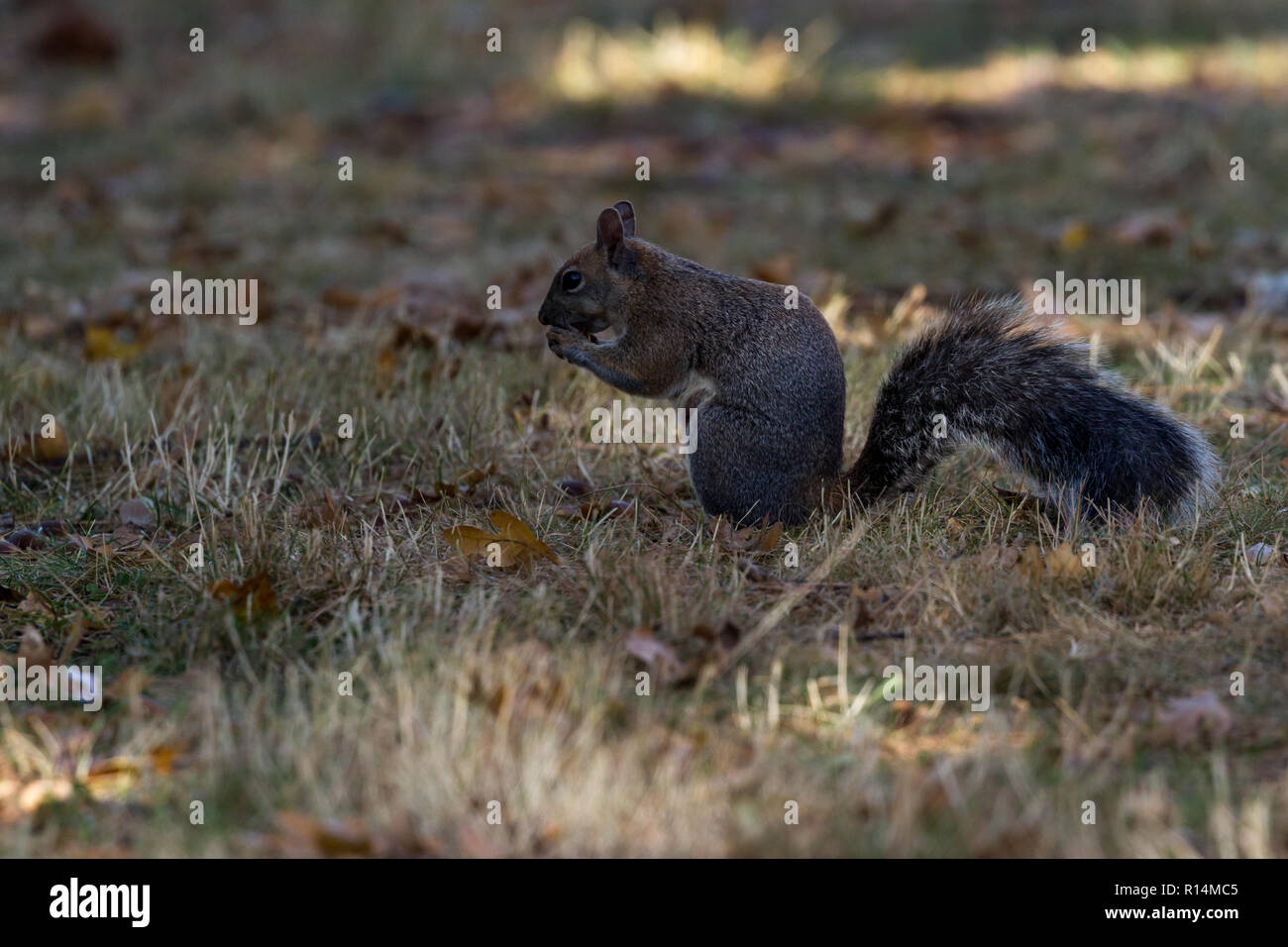 Grey squirrel on the ground feeding on acorns from oak trees near by