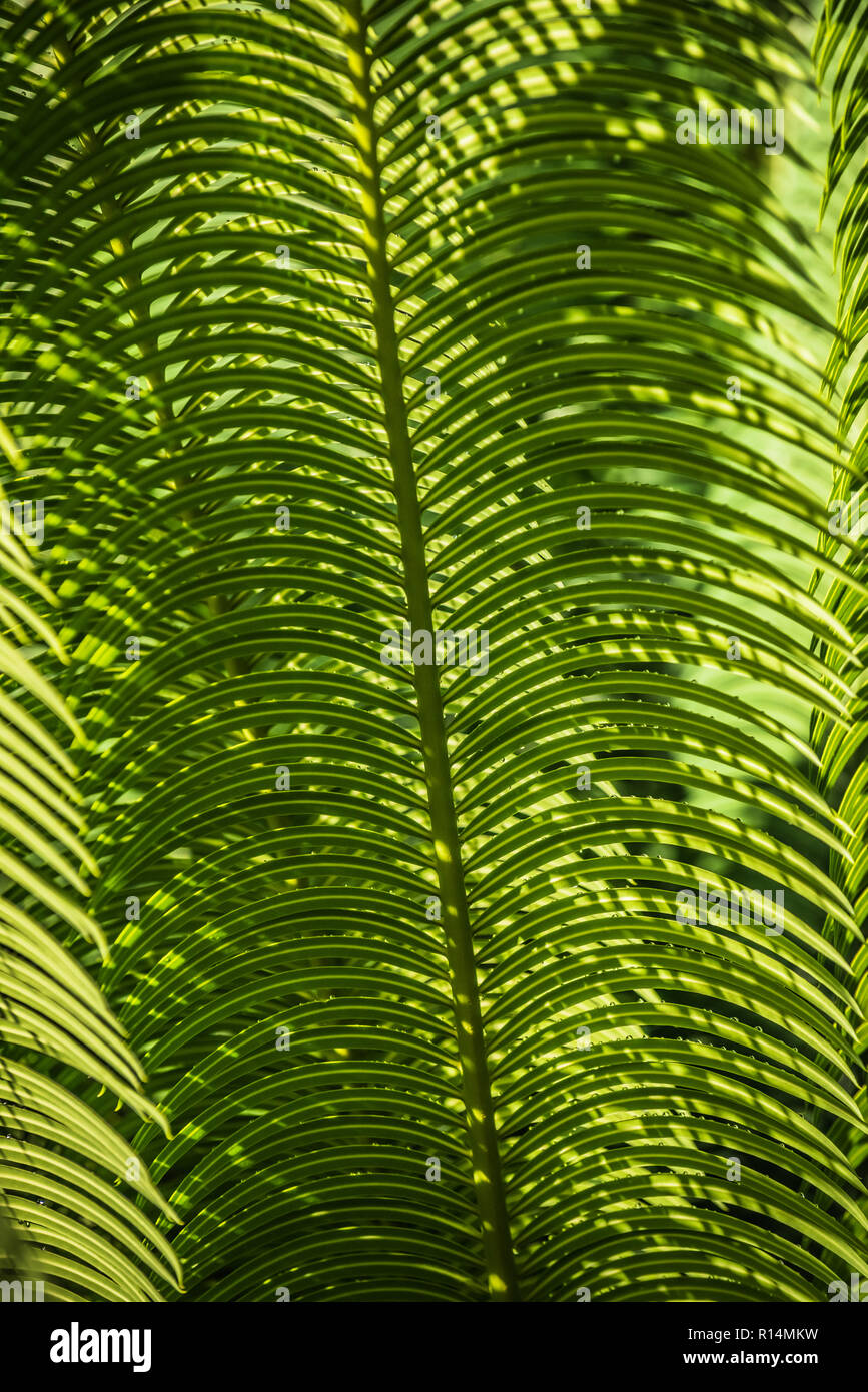 fern type plant in South Florida Tropical Garden Stock Photo Alamy