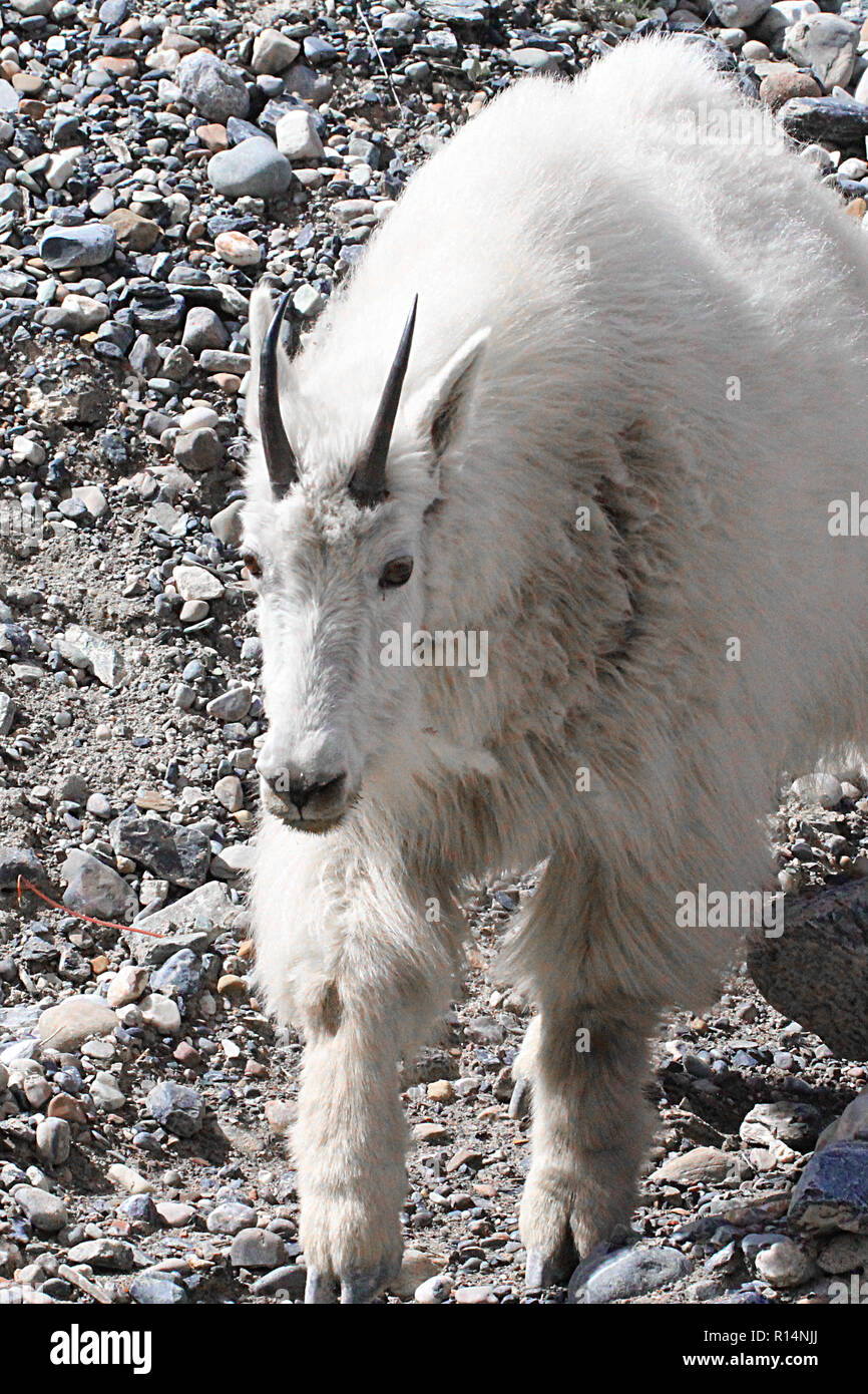 Suspicious goat hi-res stock photography and images - Alamy