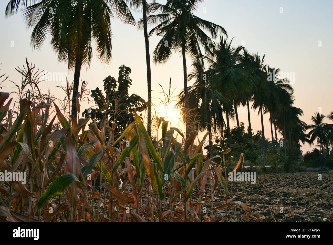 Harvesting in Indian agriculture land Stock Photo Alamy