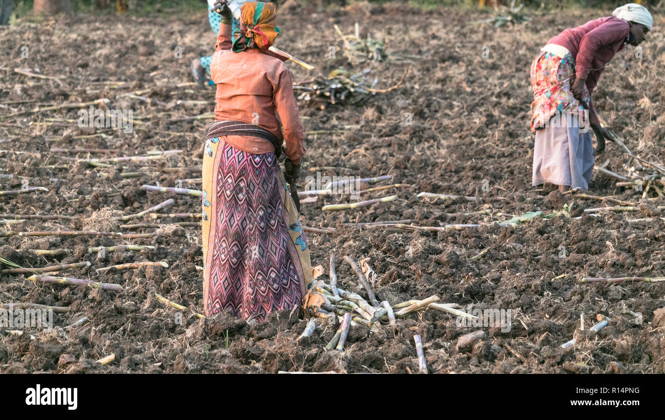 Women farmers working in Agriculture land in the morning in Anegundi,Koppal District,Karnataka,India on 13th october 2018 Stock Photo