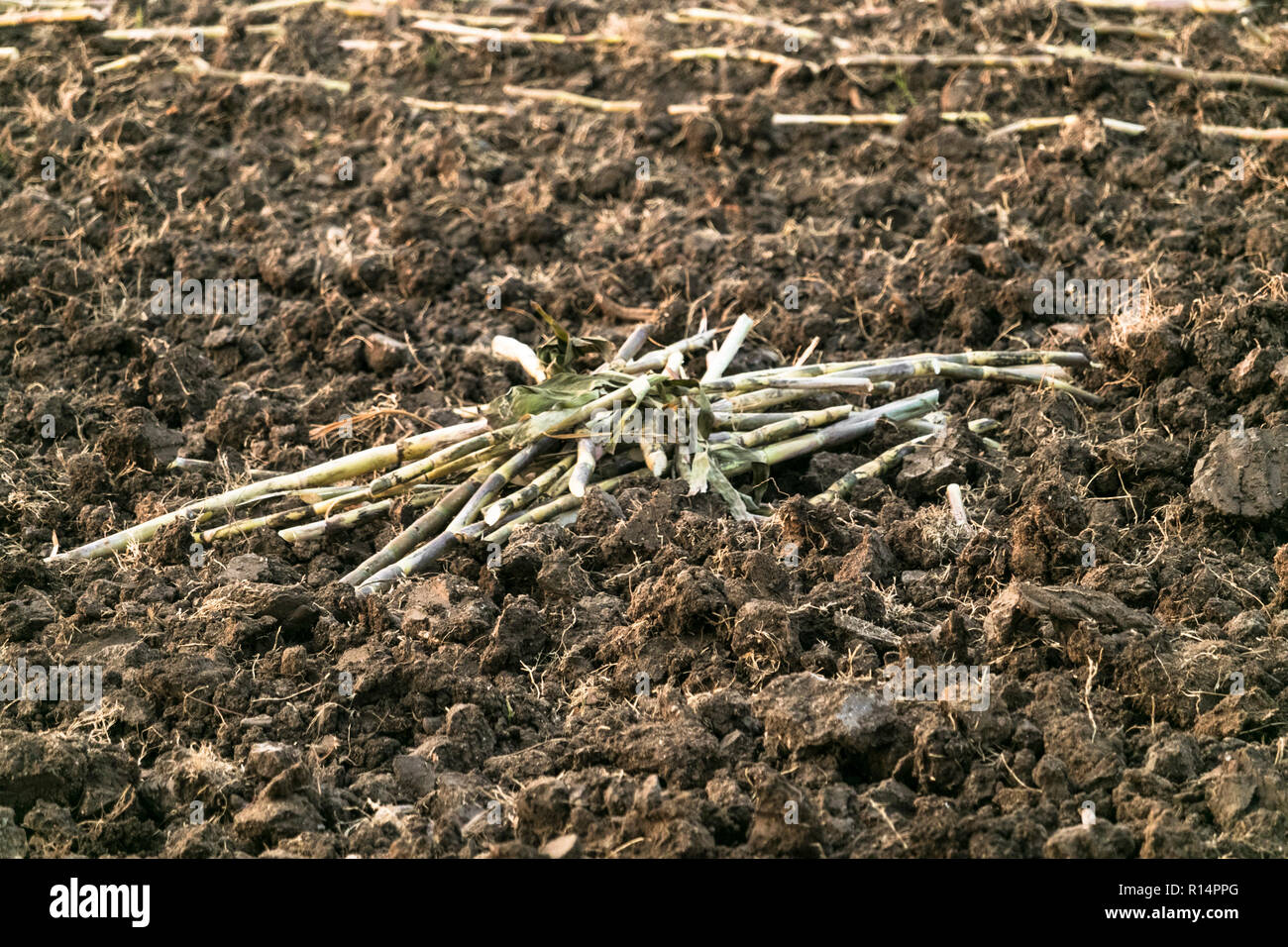 Sugar cane in Indian agriculture land Stock Photo
