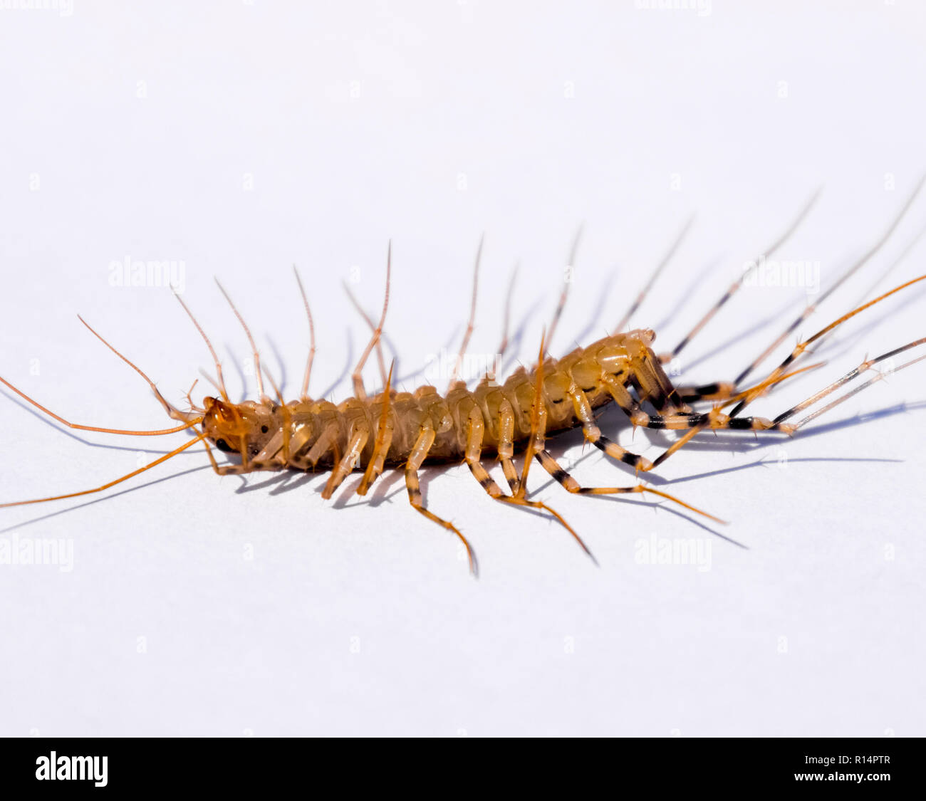 Flycatcher Insect The Flycatcher. Scutigera coleoptrata. Centipede flycatcher, insect ...