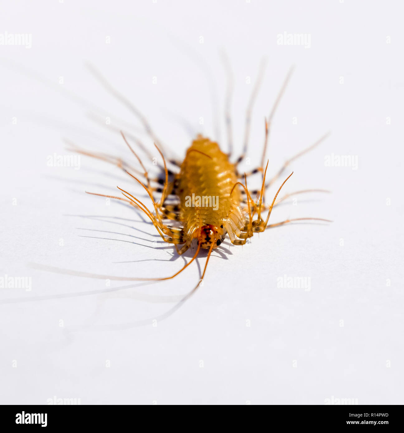 The Flycatcher. Scutigera coleoptrata. Centipede flycatcher, insect ...