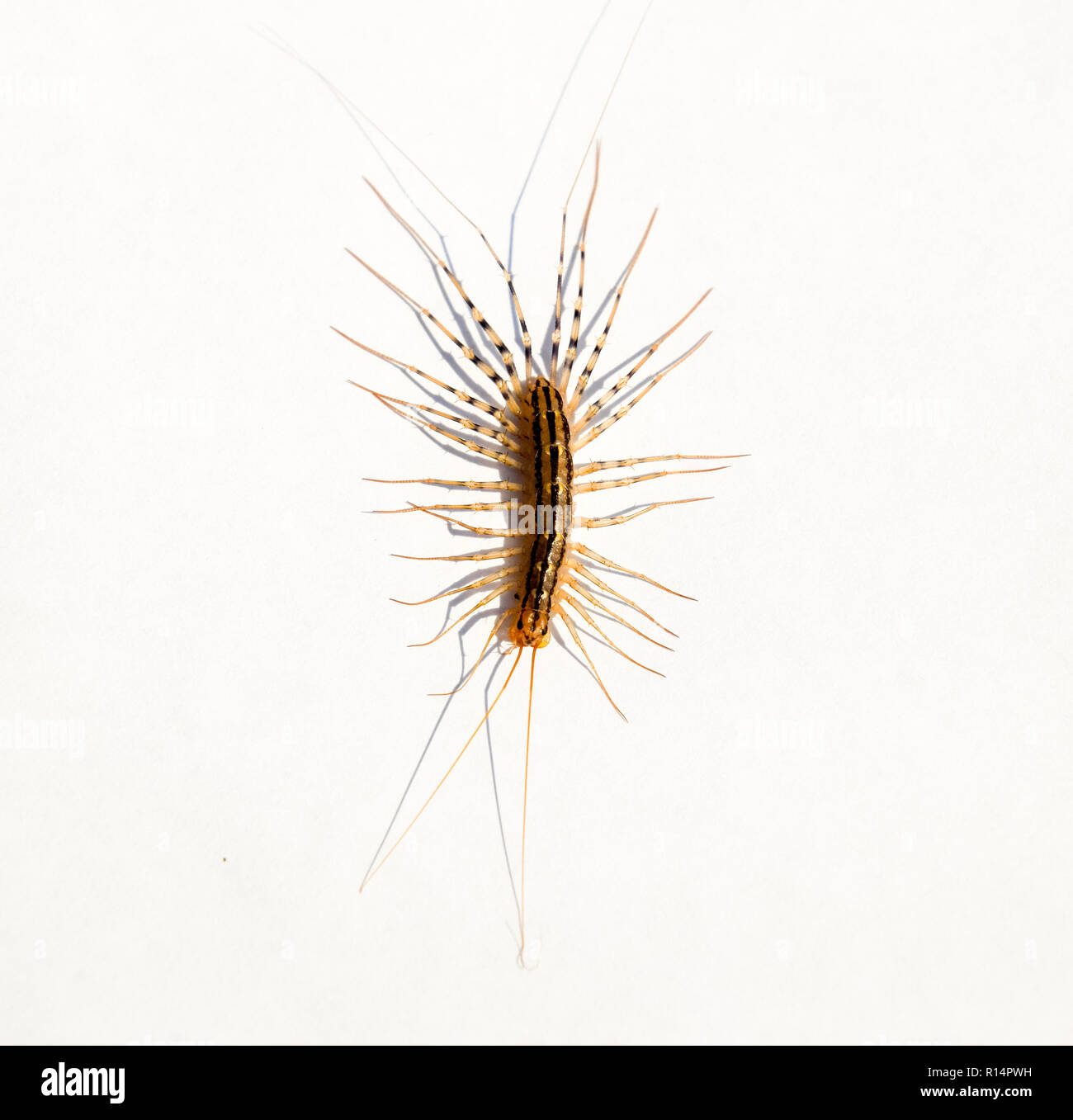 The Flycatcher. Scutigera coleoptrata. Centipede flycatcher, insect ...