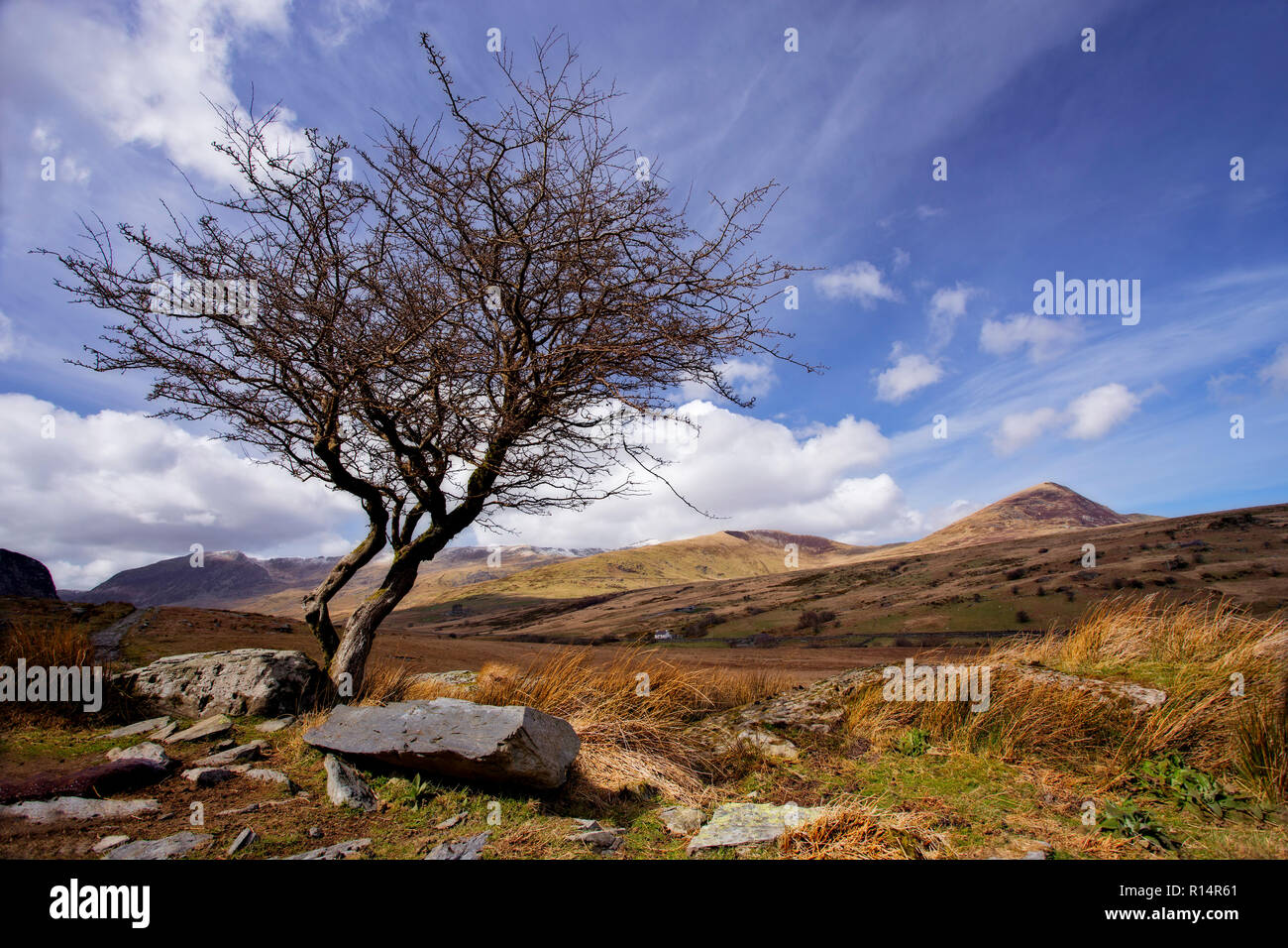 Weatherbeaten old tree in Snowdonia, North Wales in winter Stock Photo