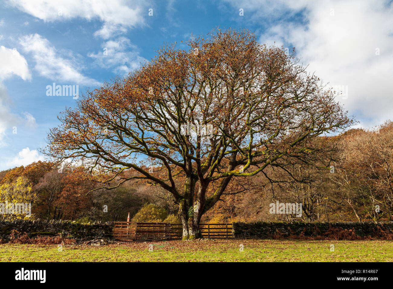 Solitary oak tree in autumn at Thirlmere, Lake District, England Stock Photo