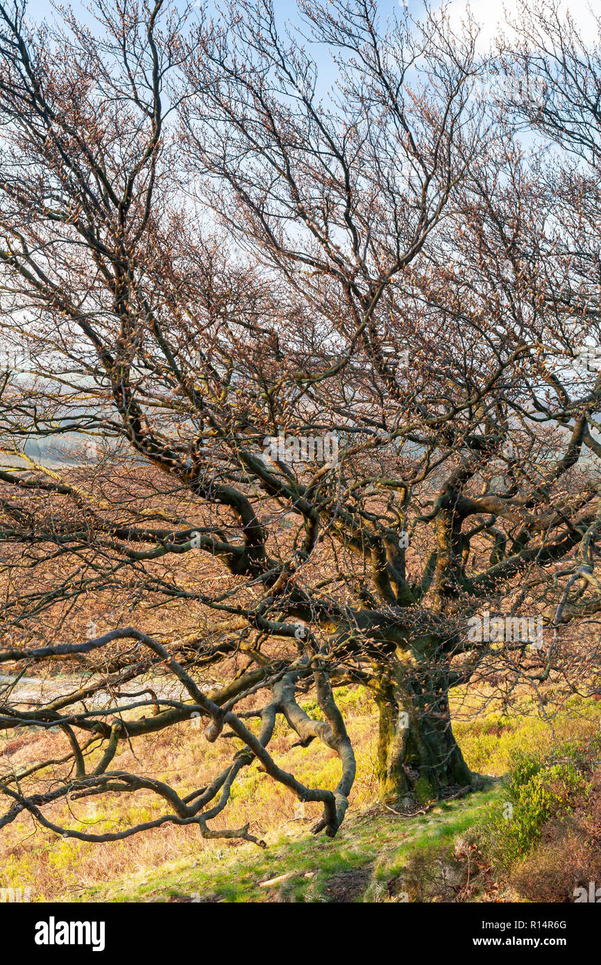 Weatherbeaten old tree in North Wales in spring Stock Photo