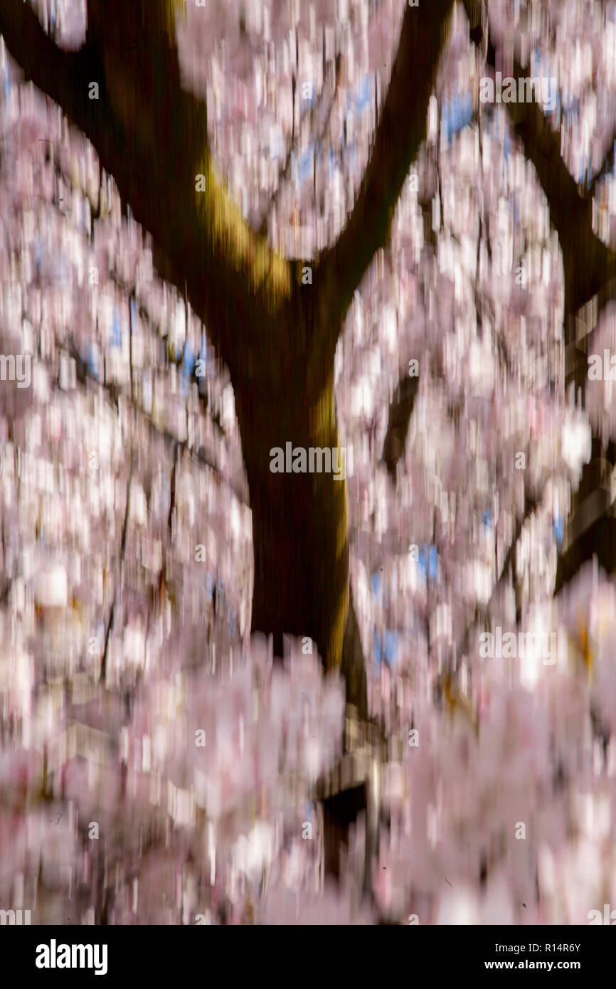 Cherry tree blossom in spring with vertical camera panning blur Stock Photo