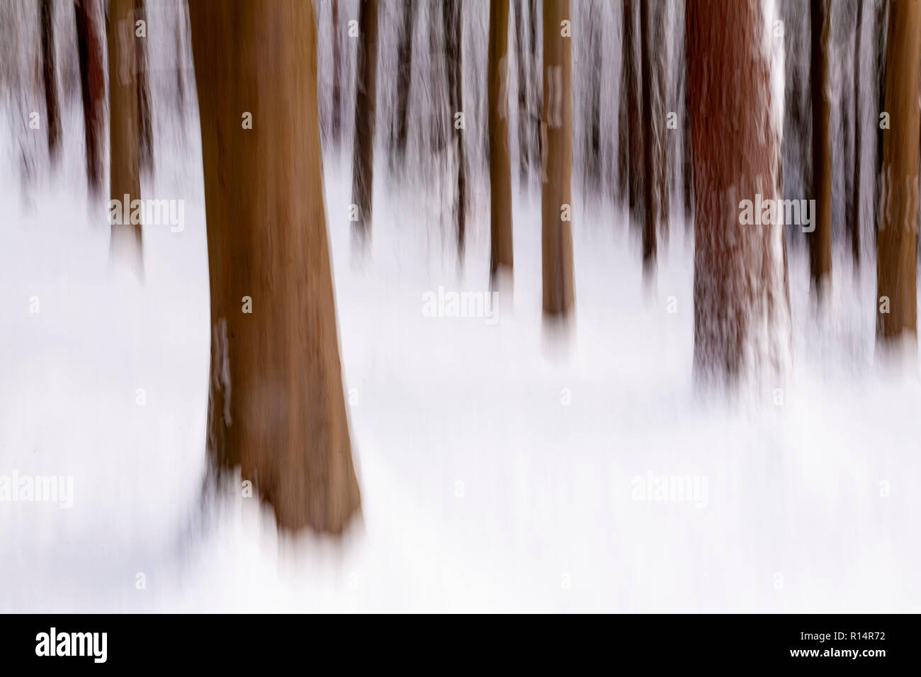 Tree trunks in winter snow blurred by vertical camera panning Stock Photo