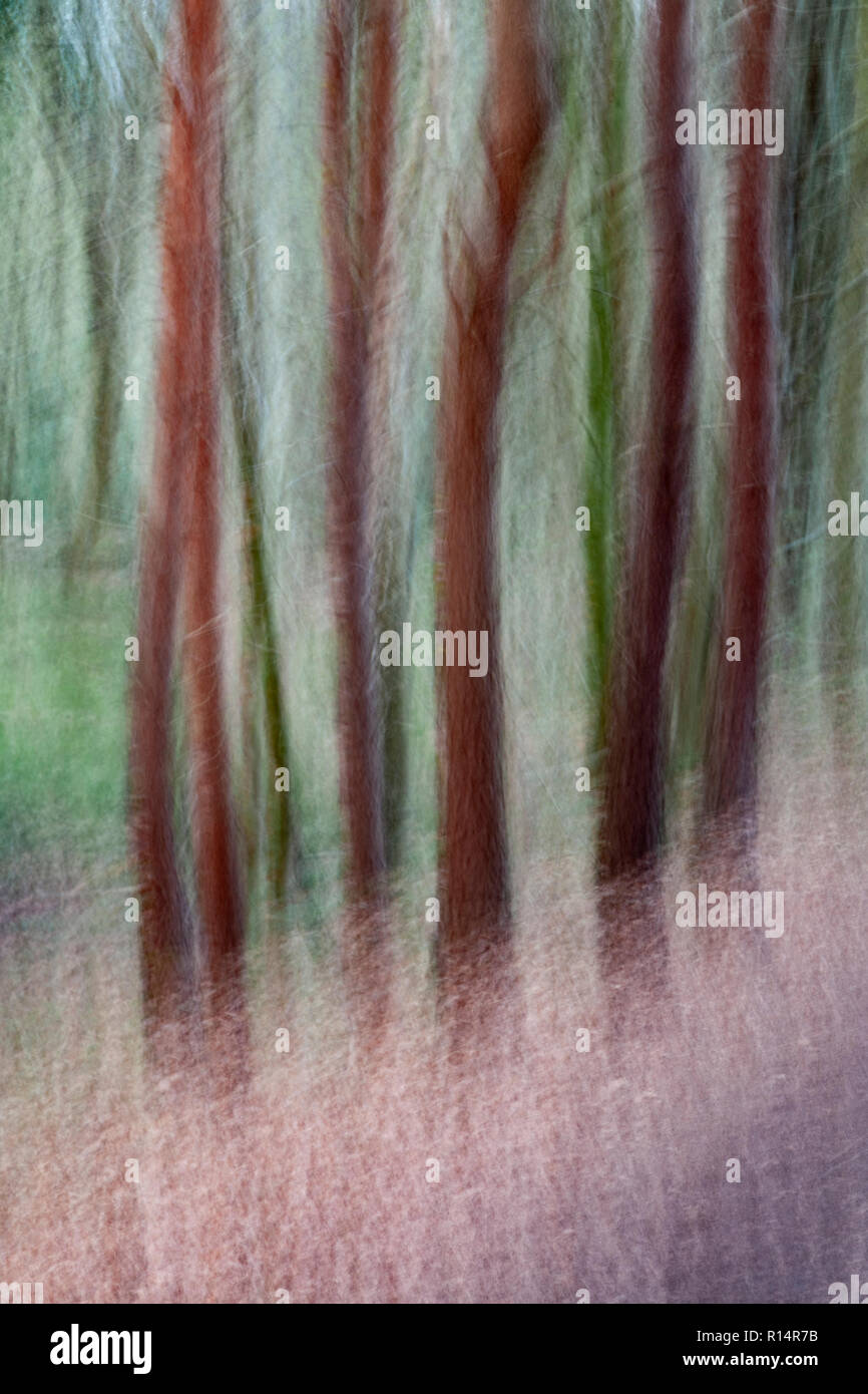 Tree trunks blurred by vertical camera panning Stock Photo