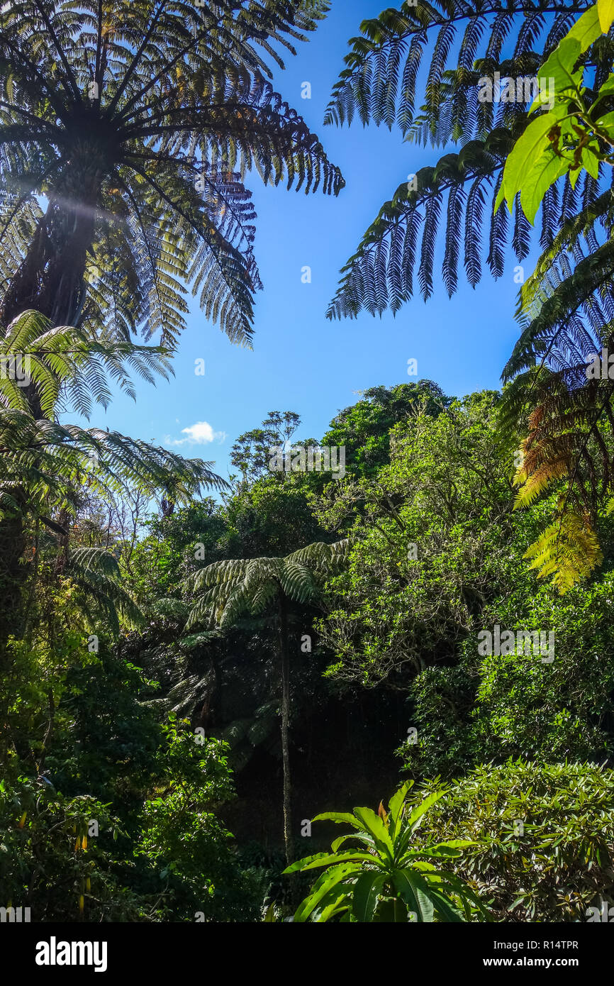 Giant tree ferns new zealand hi-res stock photography and images - Alamy