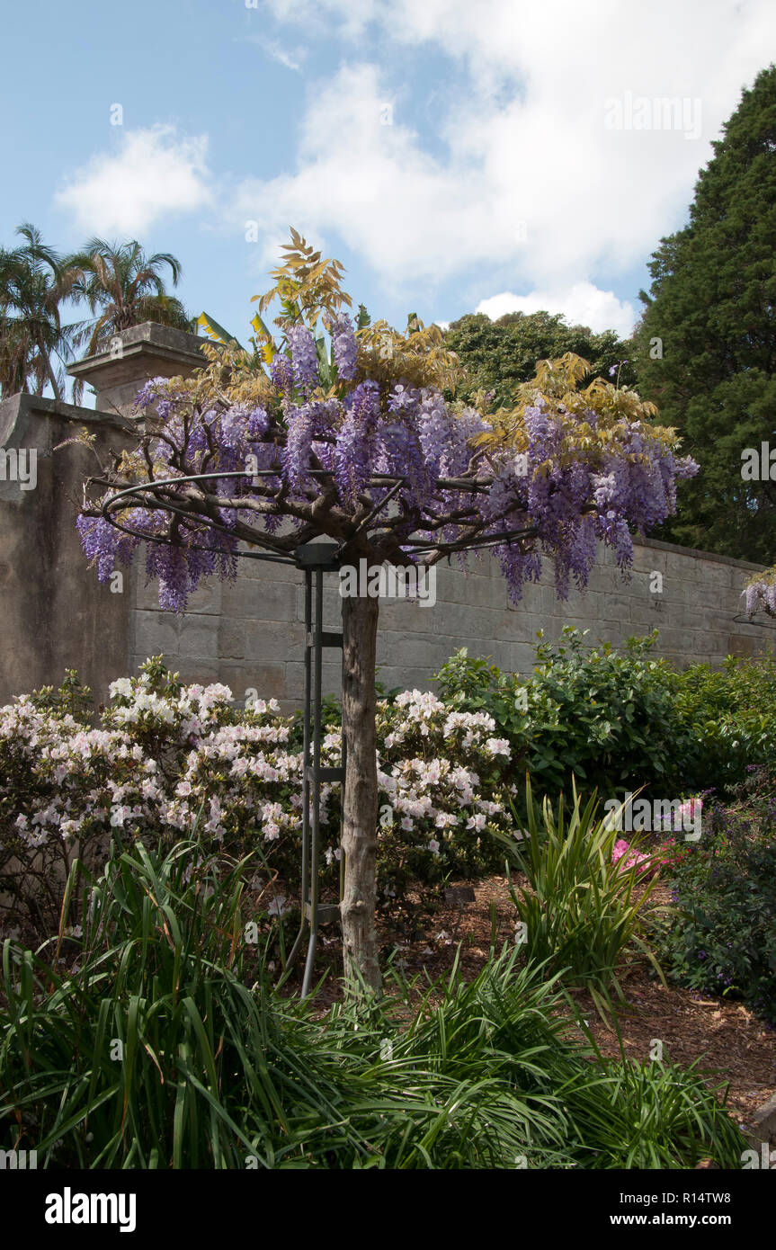 Sydney Australia, flowering wisteria trellis wheel in garden Stock