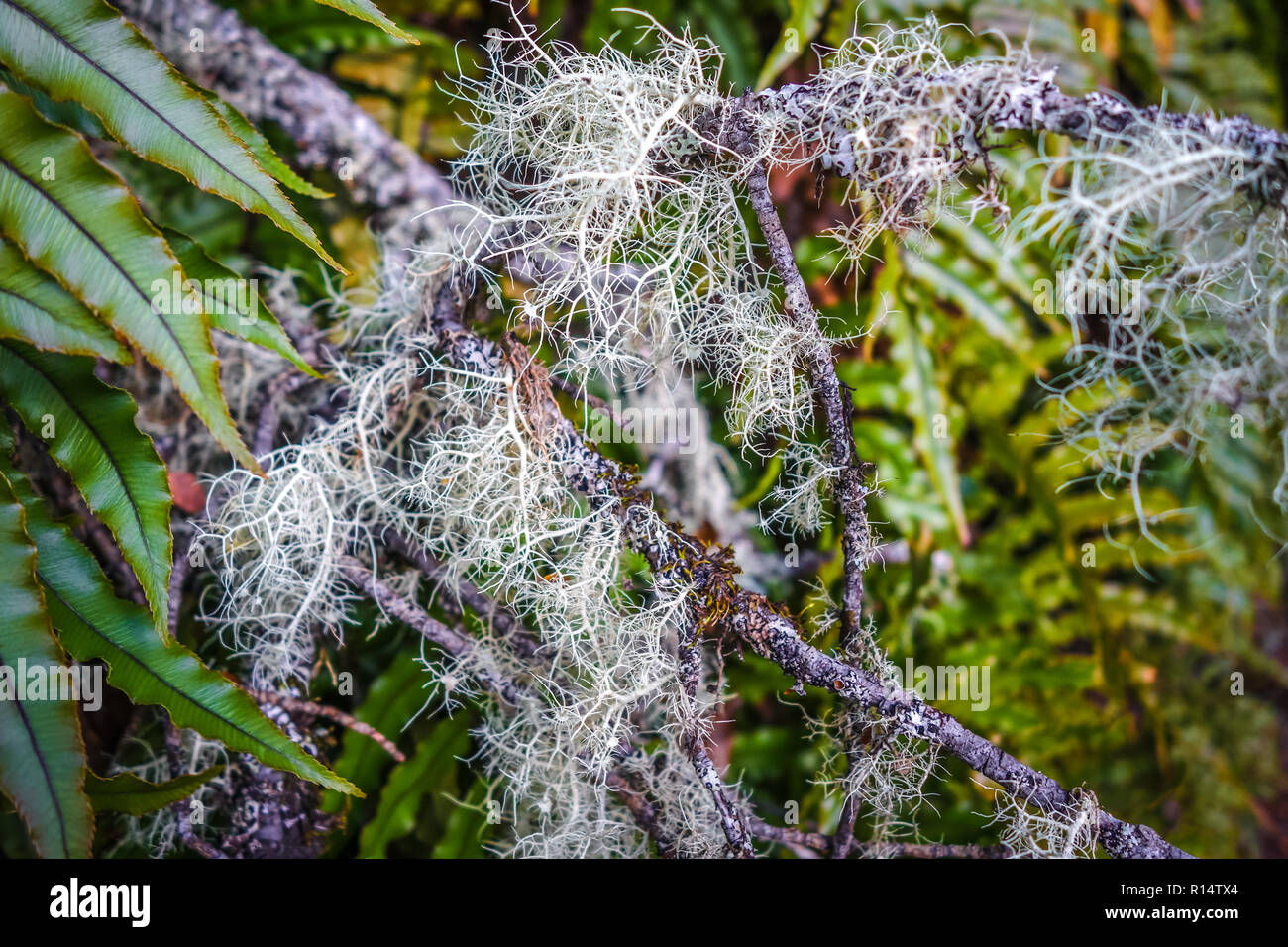 Lichen close-up photo, New Zealand south island Stock Photo