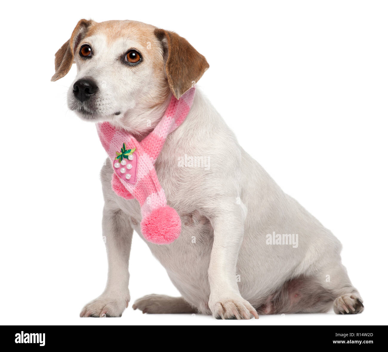 Fox Terrier wearing pink scarf, 8 years old, sitting in front of white background Stock Photo