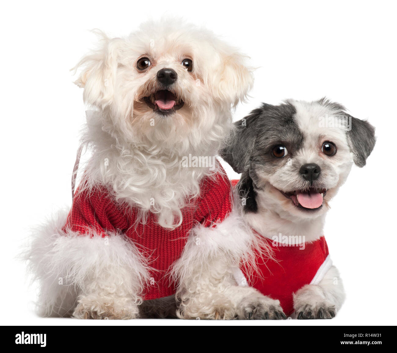 Maltese Shih Tzu High Resolution Stock Photography And Images Alamy