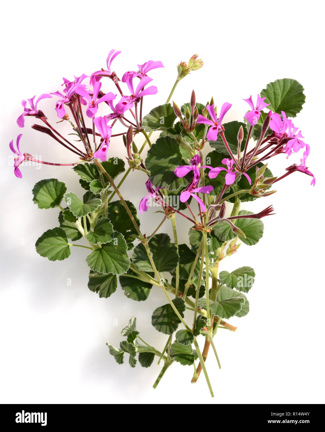 Kapland-Pelargonie, Umckaloabo, Pelargonium, reniforme Stock Photo