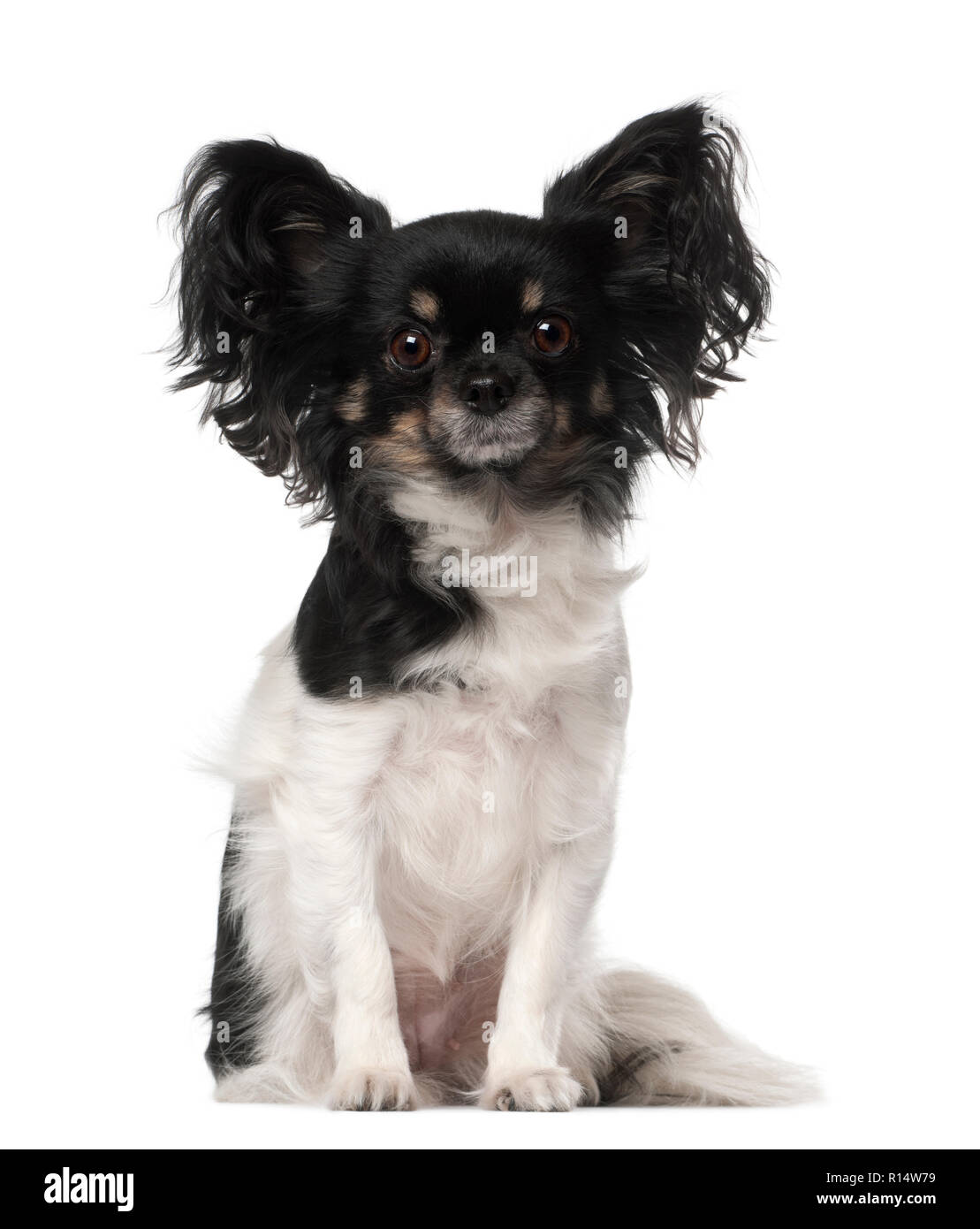Crossbreed dog sitting in front of white background Stock Photo - Alamy