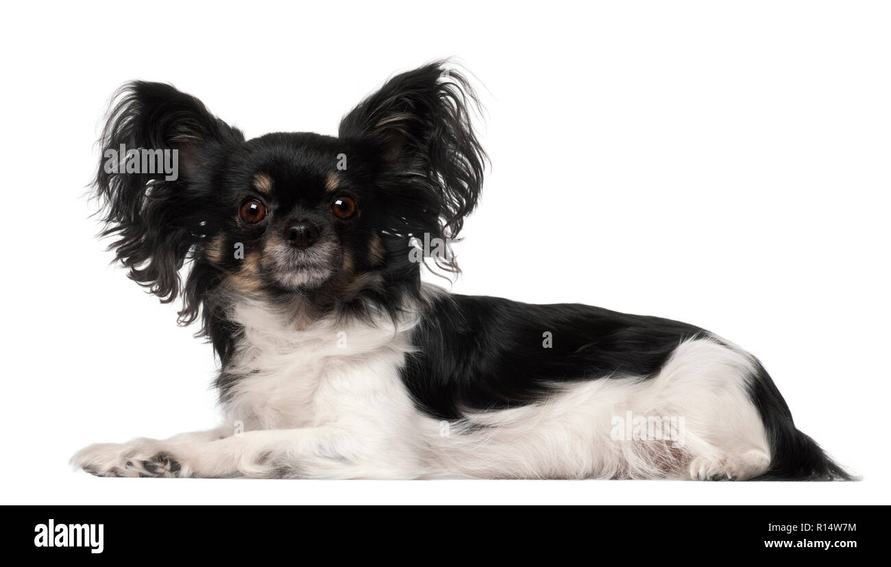 Crossbreed dog lying in front of white background Stock Photo - Alamy