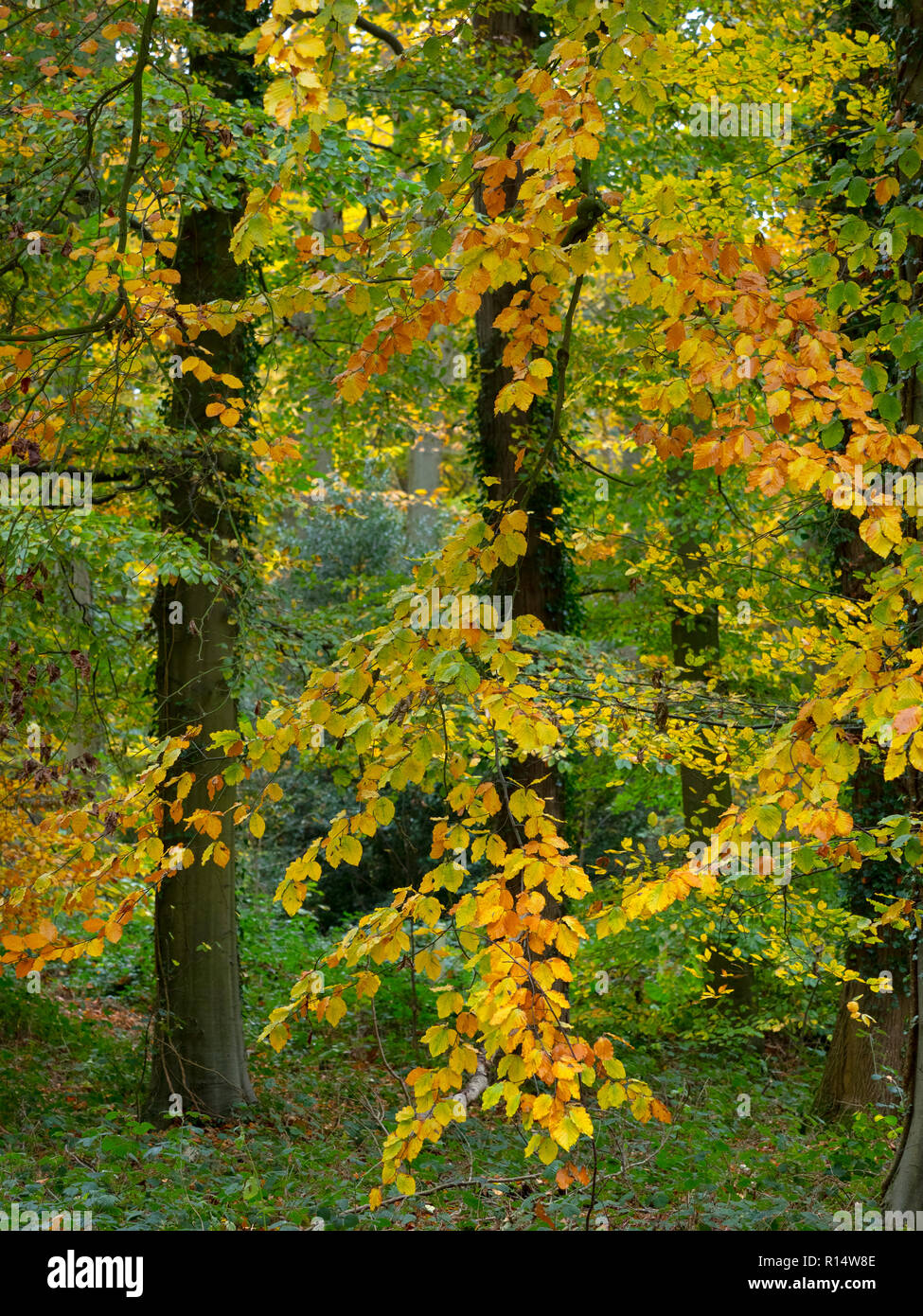 Country Lane Through Woodland near Holkham Norfolk Stock Photo