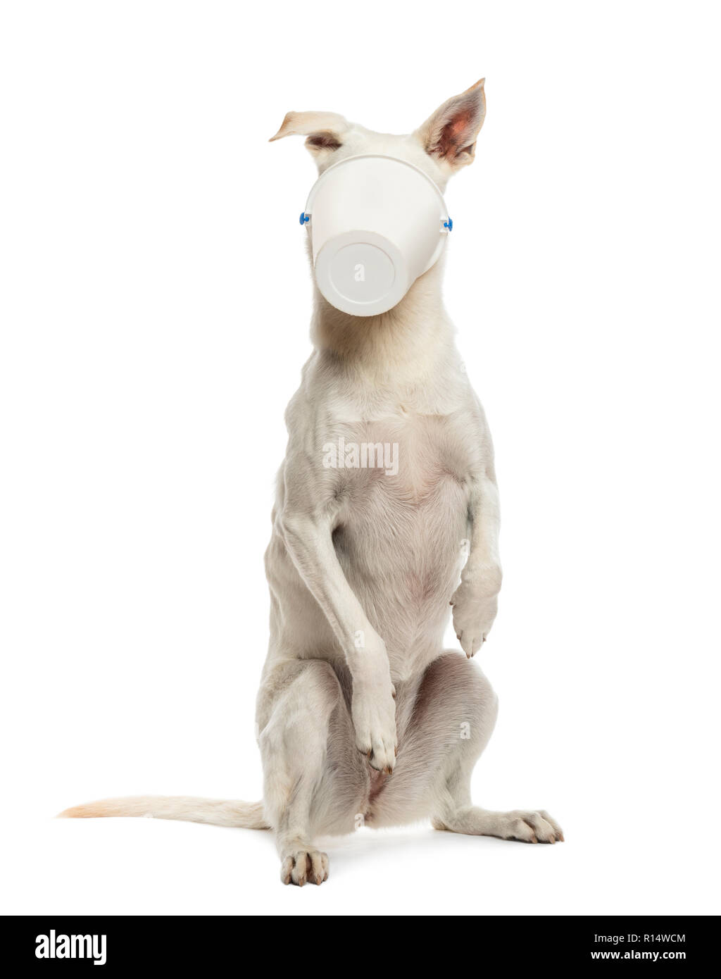 Crossbreed dog standing on hind legs with bucket on its face against white background Stock Photo