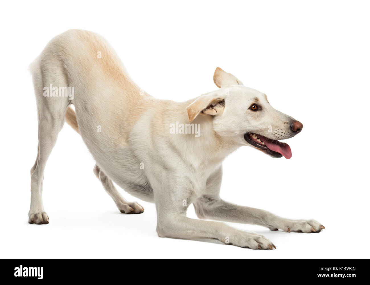 Собака дворняга на белом фоне