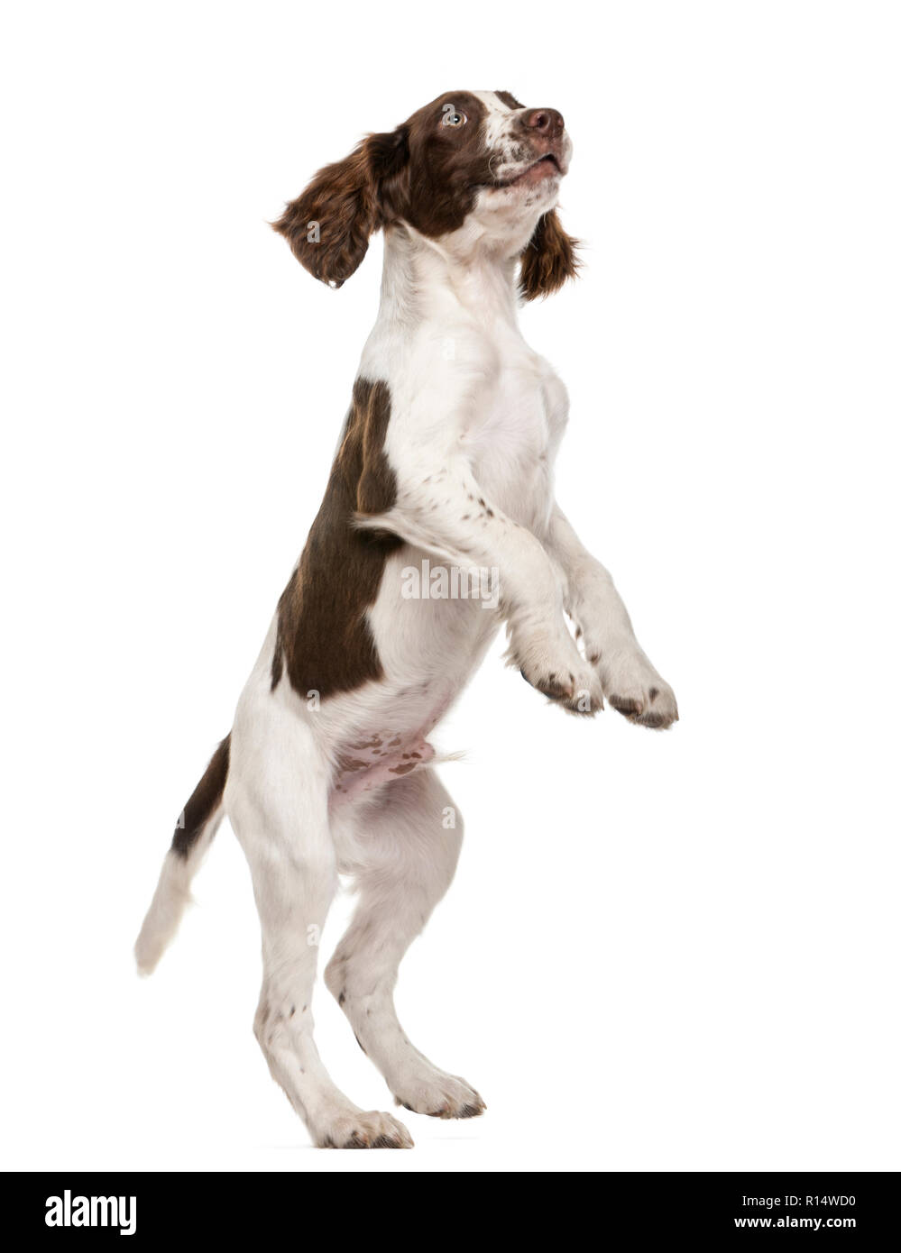 English Springer Spaniel standing on hind legs against white background Stock Photo