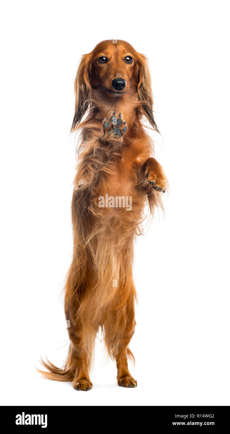 View through a glass of a Dachshund, 4 years old, on hind legs, leaning against the glass against white background Stock Photo