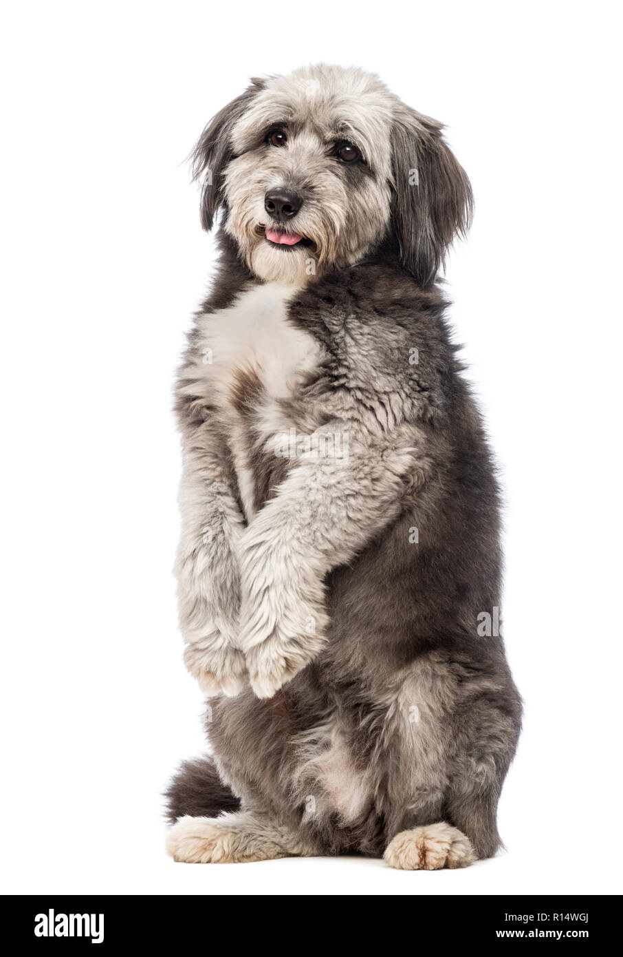 Crossbreed, 4 years old, standing on hind legs and looking at the camera in front of white background Stock Photo