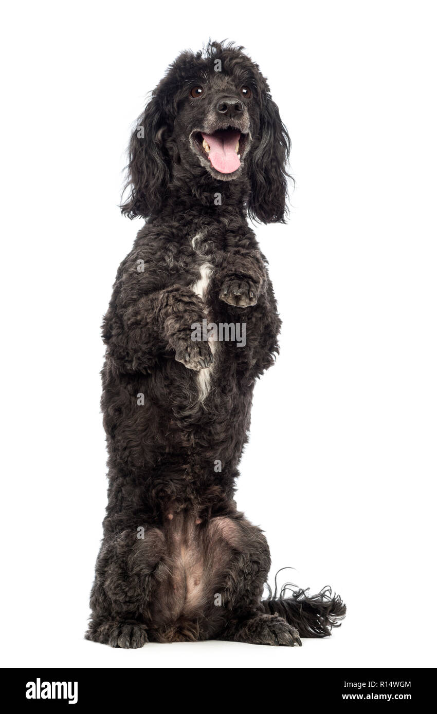 Poodle, 5 years old, in front of white background Stock Photo